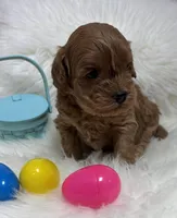 Scarlett’s baby girl , a female Miniature Goldendoodle for sale in West Point, IA – Photo 3 of 5