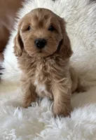 Cooper, a male Miniature Goldendoodle for sale in West Point, IA – 5 of 10