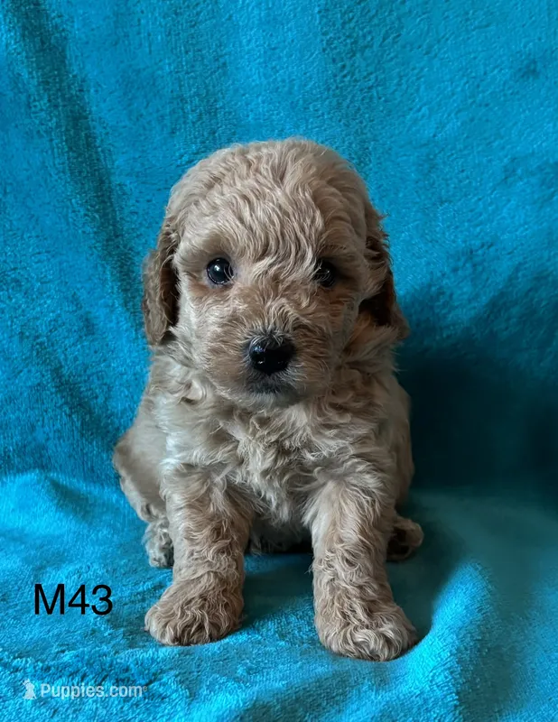 Elle’s M43 – Miniature Goldendoodle puppy for sale in West Point, IA