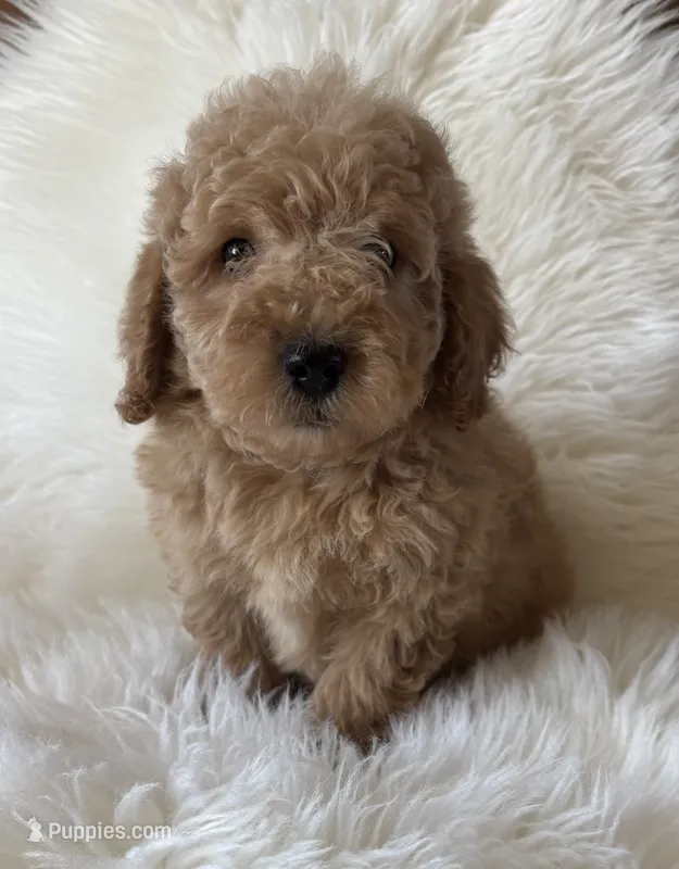 Charlie  – Miniature Goldendoodle puppy for sale in West Point, IA