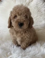 Charlie , a male Miniature Goldendoodle for sale in West Point, IA – 1 of 4