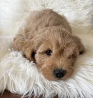 Cooper, a male Miniature Goldendoodle for sale in West Point, IA – 10 of 10