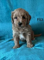 Elle’s F53, a female Miniature Goldendoodle for sale in West Point, IA – 5 of 5