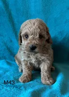 Elle’s M43, a male Miniature Goldendoodle for sale in West Point, IA – 4 of 6