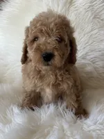 Charlie , a male Miniature Goldendoodle for sale in West Point, IA – 2 of 4