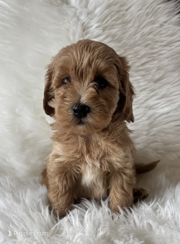 Elle’s F53 – Miniature Goldendoodle puppy for sale in West Point, IA