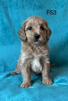 Elle’s F53, a female Miniature Goldendoodle for sale in West Point, IA – 4 of 5