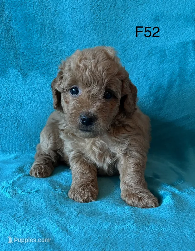 Elle’s F52 – Miniature Goldendoodle puppy for sale in West Point, IA