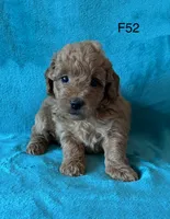 Elle’s F52, a female Miniature Goldendoodle for sale in West Point, IA – 1 of 5