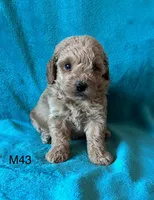 Elle’s M43, a male Miniature Goldendoodle for sale in West Point, IA – 5 of 6