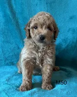 Elle’s M50, a male Miniature Goldendoodle for sale in West Point, IA – 5 of 5
