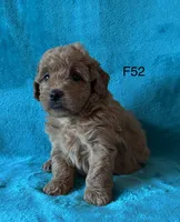 Elle’s F52, a female Miniature Goldendoodle for sale in West Point, IA – 3 of 5