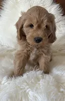 Cooper, a male Miniature Goldendoodle for sale in West Point, IA – 7 of 10
