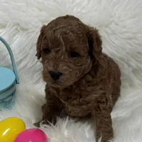 Scarlett’s Tommy, a male Miniature Goldendoodle for sale in West Point, IA – Photo 2 of 4