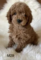 Scarlett’s M29, a male Miniature Goldendoodle for sale in West Point, IA – Photo 5 of 5
