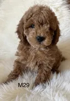 Scarlett’s M29, a male Miniature Goldendoodle for sale in West Point, IA – Photo 4 of 5