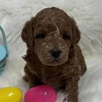 Scarlett’s Tommy, a male Miniature Goldendoodle for sale in West Point, IA – Photo 3 of 4