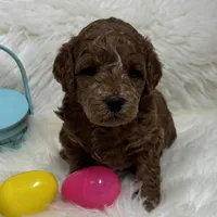 Scarlett’s Tommy, a male Miniature Goldendoodle for sale in West Point, IA – Photo 4 of 4