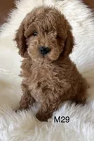 Scarlett’s M29, a male Miniature Goldendoodle for sale in West Point, IA – Photo 1 of 5