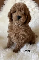 Scarlett’s M29, a male Miniature Goldendoodle for sale in West Point, IA – Photo 3 of 5