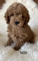 Scarlett’s M29, a male Miniature Goldendoodle for sale in West Point, IA – Photo 2 of 5