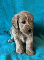 Elle’s M42, a male Miniature Goldendoodle for sale in West Point, IA – 3 of 5