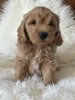 Cooper, a male Miniature Goldendoodle for sale in West Point, IA – 4 of 10