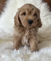 Cooper, a male Miniature Goldendoodle for sale in West Point, IA – 9 of 10