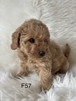 Carsyn, a female Miniature Goldendoodle for sale in West Point, IA – 8 of 8