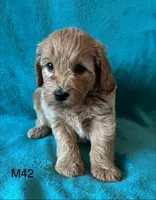 Elle’s M42, a male Miniature Goldendoodle for sale in West Point, IA – 5 of 5
