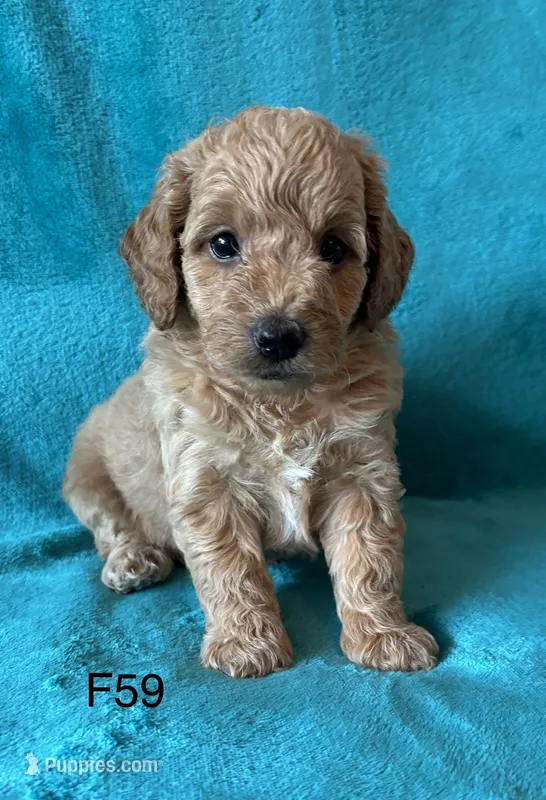 Elle’s F59 – Miniature Goldendoodle puppy for sale in West Point, IA