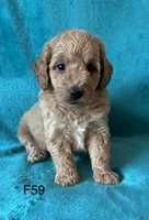 Elle’s F59, a female Miniature Goldendoodle for sale in West Point, IA – 1 of 5