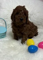 Ruby’s Curly Boy, a male Miniature Goldendoodle for sale in West Point, IA – Photo 3 of 6