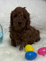 Ruby’s Curly Boy, a male Miniature Goldendoodle for sale in West Point, IA – Photo 1 of 6