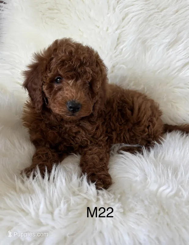 Ruby’s Curly Boy – Miniature Goldendoodle puppy for sale in West Point, IA