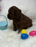 Ruby’s Curly Boy, a male Miniature Goldendoodle for sale in West Point, IA – Photo 6 of 6