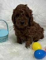 Ruby’s Curly Boy, a male Miniature Goldendoodle for sale in West Point, IA – Photo 5 of 6