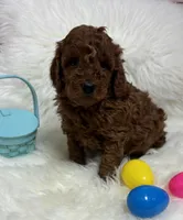 Ruby’s Curly Boy, a male Miniature Goldendoodle for sale in West Point, IA – Photo 4 of 6