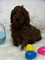 Ruby’s Curly Boy, a male Miniature Goldendoodle for sale in West Point, IA – Photo 2 of 6