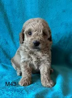 Elle’s M43, a male Miniature Goldendoodle for sale in West Point, IA – 2 of 6
