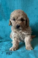 Elle’s F57, a female Miniature Goldendoodle for sale in West Point, IA – 3 of 5
