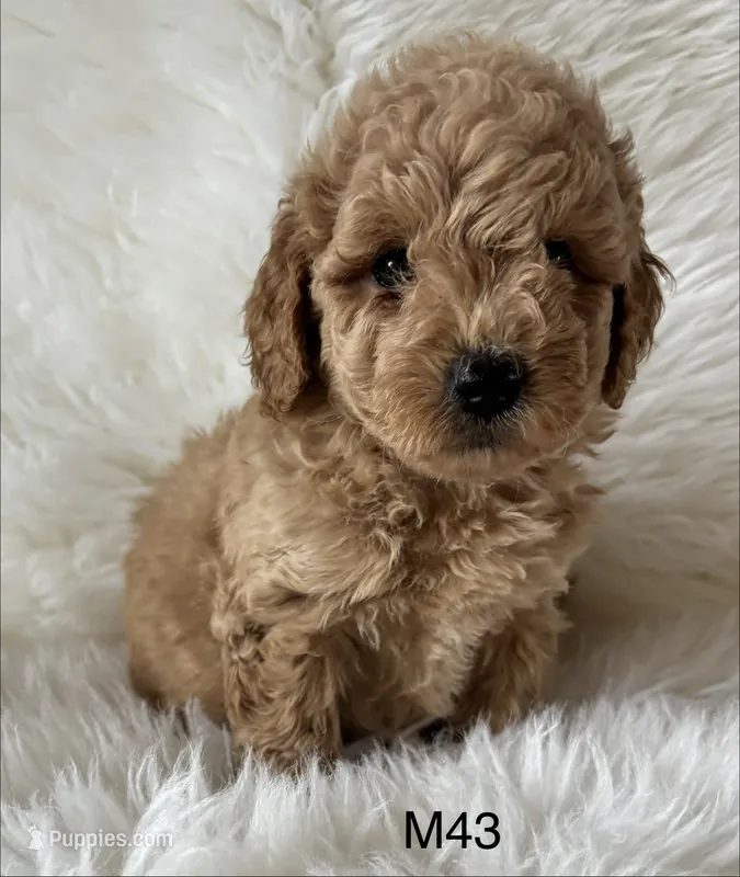 Elle’s M43 – Miniature Goldendoodle puppy for sale in West Point, IA