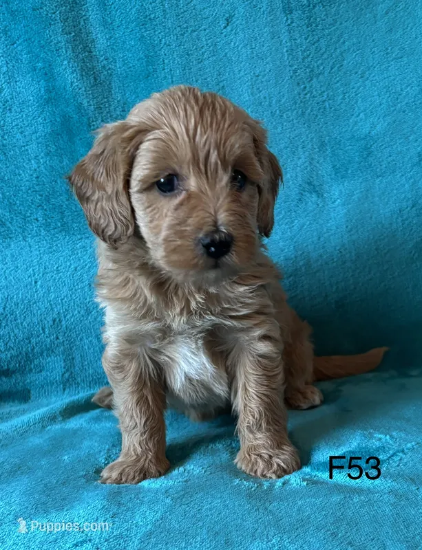 Elle’s F53 – Miniature Goldendoodle puppy for sale in West Point, IA