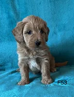 Elle’s F53, a female Miniature Goldendoodle for sale in West Point, IA – 1 of 5