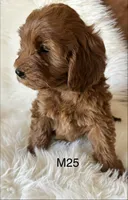 Scarlett’s M25, a male Miniature Goldendoodle for sale in West Point, IA – Photo 4 of 5