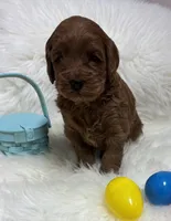 Scarlett’s Red, a male Miniature Goldendoodle for sale in West Point, IA – Photo 3 of 5