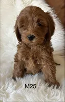 Scarlett’s M25, a male Miniature Goldendoodle for sale in West Point, IA – Photo 2 of 5