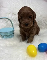 Scarlett’s Red, a male Miniature Goldendoodle for sale in West Point, IA – Photo 5 of 5
