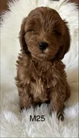 Scarlett’s M25, a male Miniature Goldendoodle for sale in West Point, IA – Photo 5 of 5