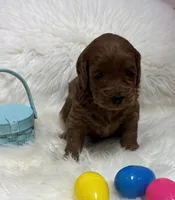 Scarlett’s Red, a male Miniature Goldendoodle for sale in West Point, IA – Photo 2 of 5